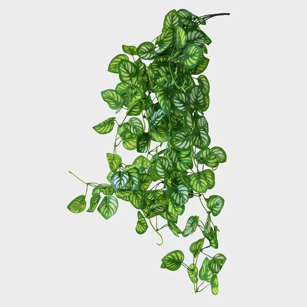 Planta colgante verde oscuro y claro