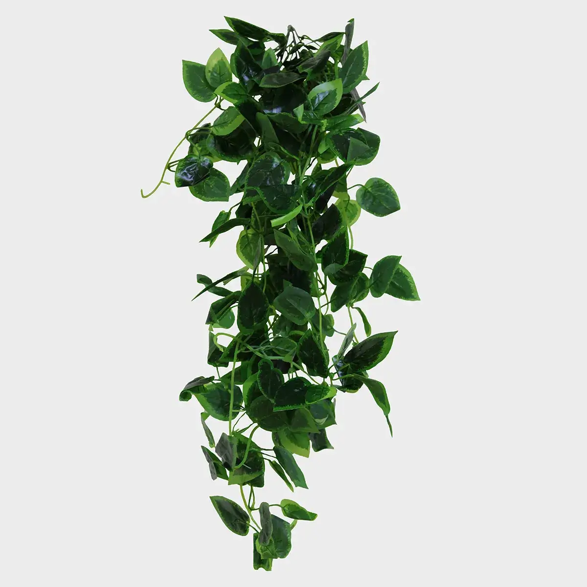 Planta colgante verde